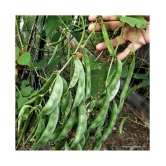 Dolichos Improved Sem Phali, Lima Beans - Vegetable 30 Seeds