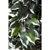 ARTIFICIAL GORGEOUS FICUS BENJAMINA VARIEGATED PLANT 6ft height