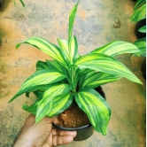 Cordyline Lemon Lime