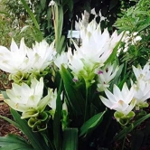 Curcuma Alismatifolia 'White' - Summer Tulip (Bulbs)-4