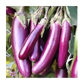 Brinjal Purple Long F-1 Hybrid Seeds for High Germination Vegetables Seeds - Pack of 50