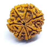 DvR ClicK - 7 Mukhi Rudraksha Bead ( Pack of 1 )