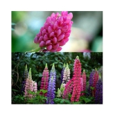 PREMIUM LUPIN FLOWER MIX COLOR 20 SEEDS PACK WITH MANUAL