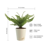 Ugaoo Fern Morpankhi Indoor Plant with Self Watering Pot