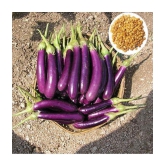 Brinjal purple long baingan 100 seeds high germination seeds with instruction manual