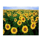 CLASSIC GREEN EARTH - Sunflower Flower ( 15 Seeds )