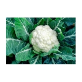 Cauliflower phoolgobhi 100 seeds high germination seeds with instruction manual