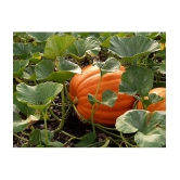 BIG MAX PUMPKIN - ORGANIC - Best Quality hybrid SEEDS