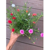 Portulaca Grandiflora Double Mix Flower Seeds - Pack of 30 Seeds