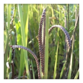 Traditional Millet (Varagu - Kodo) 1kg