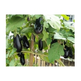 Brinjal purple round baingan 100 seeds high germination seeds with instruction manual