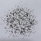 Eriosyce Villosa Huasco Cactus Seeds