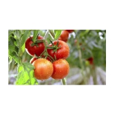 homeagro - Tomato Vegetable ( 100 Seeds )