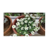 CLASSIC GREEN EARTH - Flower Seeds ( Alyssum Rosie O Day - Flower 50 Seeds )