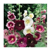 MIX COLOR PREMIUM HOLLYHOCK FLOWER 30 SEEDS PACK MORE THAN 5 COLOR PLANT SEEDS WITH FREE GIFT COCO PEAT AND USER MANUAL FOR HOME GARDENING