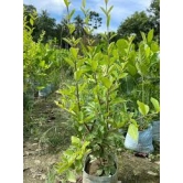 Barbados Cherry  Plant For Gardening