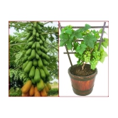 homeagro - Combo of Papaya F1 Hybrid Fruit ( 50 seed ) and Grapes Fruit ( 20 Seeds )