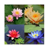 Lotus Flower Seeds - 10 seed