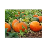 Organic Pumpkin Seeds ( 40 Seeds)