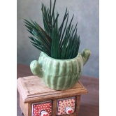 Cactus Planter