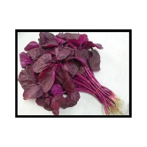 High Yield Red Amaranthus Laal Bhaji Seeds 200 seeds