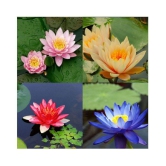 AGREY 4 COLOURS MIXED LOTUS SEEDS 10 SEEDS