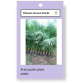 CLASSIC GREEN EARTH - Areca palm Grass ( 15 Seeds )