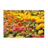 homeagro - Cosmos Mixed Flower ( 20 Seeds )