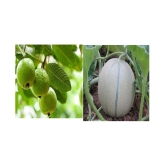 pack of 2 fruits seeds guava muskmelon