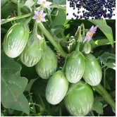 homeagro - Brinjal Vegetable ( 50 Seeds )