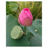 Lotus Flower Seeds