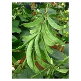 Dolichos Bean Lablab Seeds F1 Hybrid Creeper Vegetables Pack Seeds | Pack of 30 Seeds