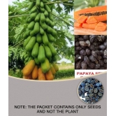 Papaya, Papita Honey Dew Fruit | Pack of 50 Seeds