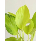 NSC Golden Pothos (Money Plant)