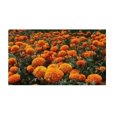 homeagro - Marigold Flower ( 50 Seeds )