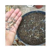 MS. Marigold Seeds MIX 30 seeds