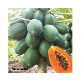 BS SEEDS Papaya Selection Seeds (50 Seeds)