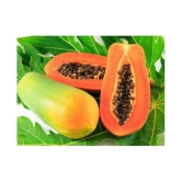 Papaya Seeds thai big red Variety Dwarf Fruit | Pack of 50 seeds