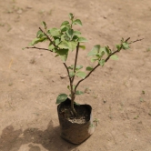 Bougainvillea (any colour) in 4 Inch Nursery Bag