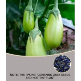 BRINJAL GREEN GOL SEEDS -Baingan Bataun -Desi Seeds Vegetables