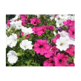 homeagro - Petunia Mixed Flower ( 50 Seeds )