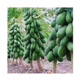 Thai Papaya Hybrid Variety Dwarf Fruit 50 Seeds Packet