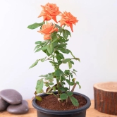 Hybrid Grafted Orange Colour Rose Plant