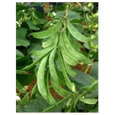 Dolichos Improved Sem Phali, Lima Beans - Vegetable 30 Seeds