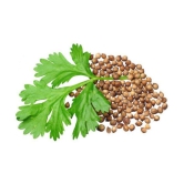 Coriander Seeds, Dhania Seeds, Organic Cilantro Seeds Pack Of 200 Seeds