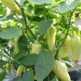 Pepper Santa Fe Grande Chilli Seeds | Exotic Vegetable Seeds