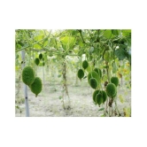 shivam - KANTOLA SEEDS | Pack of 20