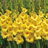 Gladiolus Nova Lux (Bulbs)-10