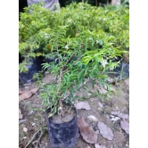 Water Jasmine Bonsai