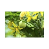 Hybrid Indian Tomato | Tamatar 100 Seeds Pack + free seeds